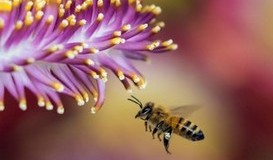 Biene im Anflug auf Blühte