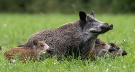 Wildschweine gehen viral
