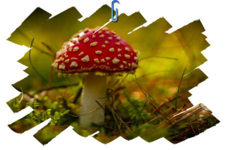 Fliegenpilz Pilz